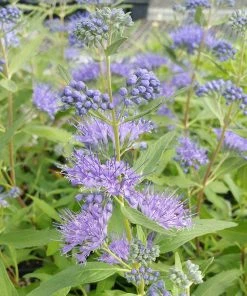 Butterfly Paradise Pre-Planned Cottage Garden 13 Butterfly Paradise Pre-Planned Cottage Garden -Outdoor Garden Care Shop caryopteris dark knight blue blooms shrub