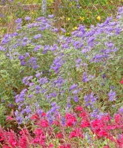 Dark Knight Caryopteris 7 Dark Knight Caryopteris -Outdoor Garden Care Shop caryopteris dark knight bush