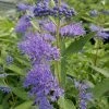 Dark Knight Caryopteris -Outdoor Garden Care Shop caryopteris dark knight 2