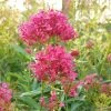 Pink Valerian (Centranthus) -Outdoor Garden Care Shop centranthus cropped