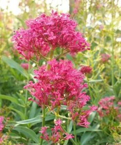 Outdoor Garden Care Shop -Outdoor Garden Care Shop centranthus cropped 1