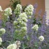 White Valerian (Centranthus) 1 White Valerian (Centranthus) -Outdoor Garden Care Shop centranthus ruber albus and nepeta