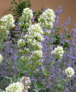 White Valerian (Centranthus)