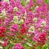 Rosy Trio Valerian Collection (Centranthus) -Outdoor Garden Care Shop centranthus ruber jupiters beard cropped