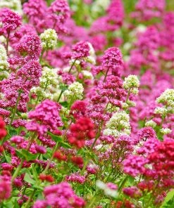 Outdoor Garden Care Shop 44 Rosy Trio Valerian Collection (Centranthus)