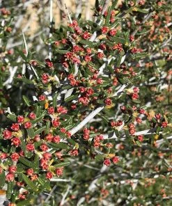 Littleleaf Mountain Mahogany (Cercocarpus) -Outdoor Garden Care Shop cercocarpus intricatus flowers red