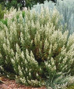 Fernbush (Chamaebatiaria) 7 Fernbush (Chamaebatiaria) -Outdoor Garden Care Shop chamaebatiaria millefolium1 e1429115753588cropped 4