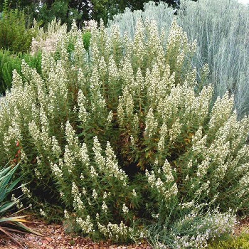 Fernbush (Chamaebatiaria) 5 Fernbush (Chamaebatiaria) - Image 3