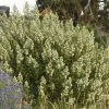 Fernbush (Chamaebatiaria) -Outdoor Garden Care Shop chamaebatiaria millifolium fernbush 2