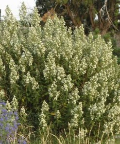 Fernbush (Chamaebatiaria)