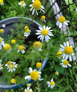 Alternative Lawn Wildflower Seed Mix 12 Alternative Lawn Wildflower Seed Mix -Outdoor Garden Care Shop chamomile potted