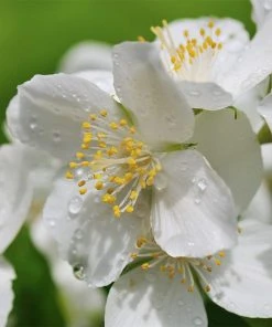 Cheyenne® Mock Orange -Outdoor Garden Care Shop cheyenne mock orange philadelphus lewisii
