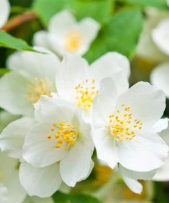 Cheyenne® Mock Orange -Outdoor Garden Care Shop cheyenne mock orange philadelphus lewisii closeup