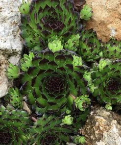 Chick Charms® Appletini™ Hens And Chicks