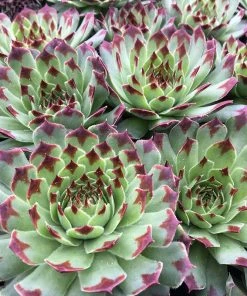 Chick Charms® Mint Marvel™ Hens And Chicks