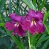 Lucretia Hamilton Desert Willow -Outdoor Garden Care Shop chilopsis lucrietia hamilton close up
