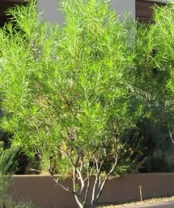 Lucretia Hamilton Desert Willow -Outdoor Garden Care Shop chilopsis linearis lucretia hamilton web