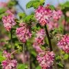 Claremont Flowering Currant (Ribes) 1 Claremont Flowering Currant (Ribes) -Outdoor Garden Care Shop claremont flowering currant ribes pink flowers