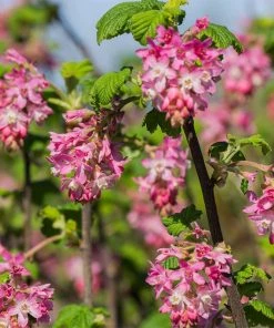 Claremont Flowering Currant (Ribes)