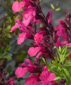 Hummingbird Attracting Collection For The West -Outdoor Garden Care Shop cold hardy pink salvia