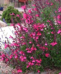 Cold Hardy Pink Texas Salvia 7 Cold Hardy Pink Texas Salvia -Outdoor Garden Care Shop cold hardy pink texas sage salvia greggii pink