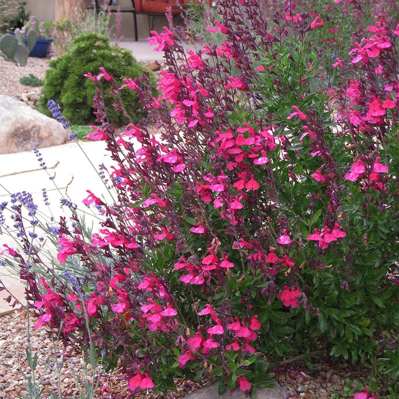 Cold Hardy Pink Texas Salvia 5 Cold Hardy Pink Texas Salvia - Image 3