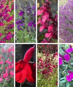 Cold Hardy Rainbow Salvia Collection 18 Cold Hardy Rainbow Salvia Collection -Outdoor Garden Care Shop cold hardy rainbow salvia coll 10 18 23