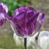 Colorado Proud Triumph Tulip -Outdoor Garden Care Shop colorado proud tulip purple