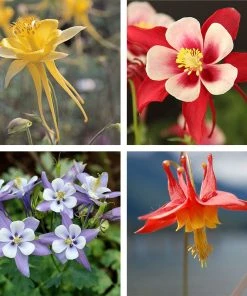 Columbine Collection -Outdoor Garden Care Shop columbine perennial collection 10 19 23