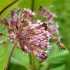 Common Milkweed -Outdoor Garden Care Shop common milkweed seeds pollinators