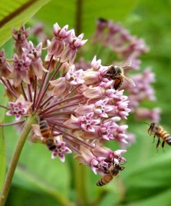 Common Milkweed