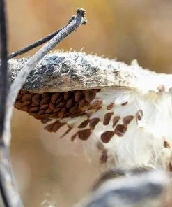 Common Milkweed 10 Common Milkweed -Outdoor Garden Care Shop common milkweed seeds seed pod