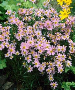 Outdoor Garden Care Shop 27 American Dream Coreopsis