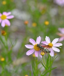 Outdoor Garden Care Shop -Outdoor Garden Care Shop coreopsis american dream 2