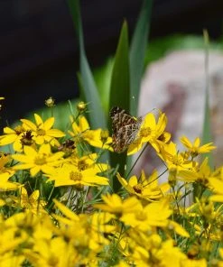 Moonbeam Coreopsis