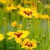 Sterntaler Coreopsis 2 Sterntaler Coreopsis -Outdoor Garden Care Shop coreopsis sterntaler tickseed 37945