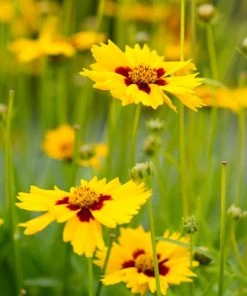 Sterntaler Coreopsis