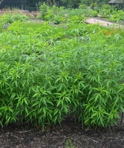 Gold Standard Coreopsis -Outdoor Garden Care Shop coreopsis gold standard foliage cropped northcreek