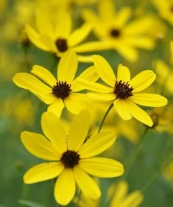 Gold Standard Coreopsis