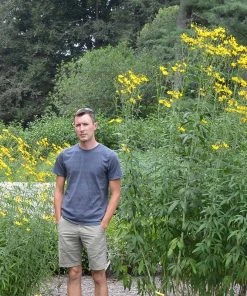 Gold Standard Coreopsis -Outdoor Garden Care Shop coreopsis gold standard size scale northcreek cropped