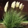 Dwarf Pampas Grass -Outdoor Garden Care Shop cortaderia selloana pumila 2