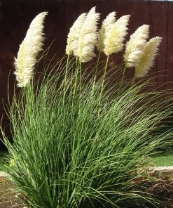 Dwarf Pampas Grass