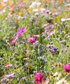 Dry Area Wildflower Seed Mix -Outdoor Garden Care Shop cosmos bachelor buttons meadow