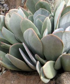 Red Edged Pig's Ear (Cotyledon) -Outdoor Garden Care Shop cotyledon orbiculatus 3