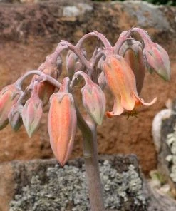 Red Edged Pig's Ear (Cotyledon) -Outdoor Garden Care Shop cotyledon orbiculatus close up of flower