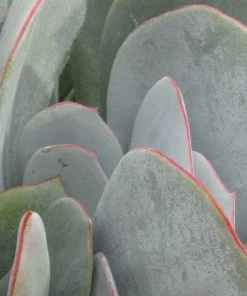Red Edged Pig's Ear (Cotyledon) -Outdoor Garden Care Shop cotyledon orbiculatus leaf close up