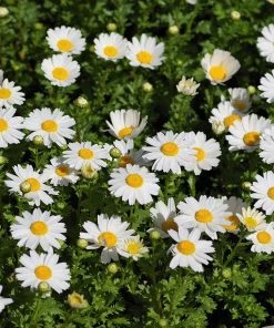 Alternative Lawn Wildflower Seed Mix 11 Alternative Lawn Wildflower Seed Mix -Outdoor Garden Care Shop creeping daisy