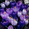 Blue Moon Dutch Crocus Mix -Outdoor Garden Care Shop crocus blue moon mix