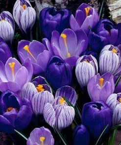 Blue Moon Dutch Crocus Mix