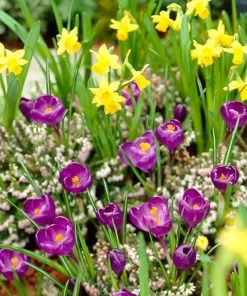 Remembrance Dutch Crocus -Outdoor Garden Care Shop crocus remembrance daffodil tete a tete 25984